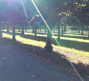 Irrgarten