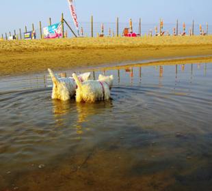 Der Hundestrand dei Pini