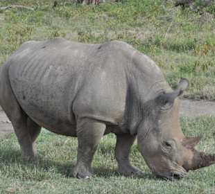 Nashorn im Solio Park