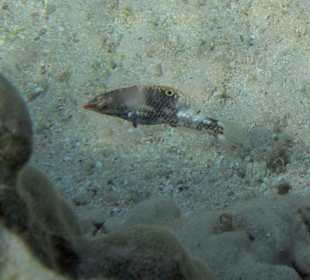 Juv. Schachbrettjunker