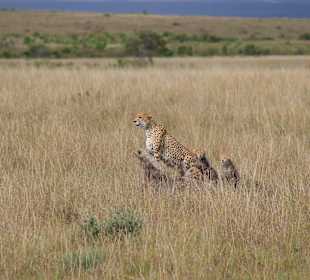 Geführte Touren Marco Polo Tours & Safaris Diani Beach