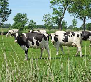 Impressionen von Krautsand