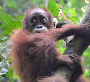 Bukit Lawang