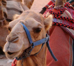 Mögliches Transportmittel