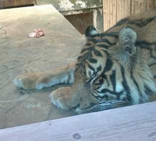 Zoo Brno