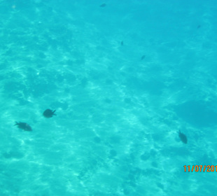 Underwater