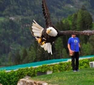 Eagle-Show "Adlerarena", Castle of Landskron