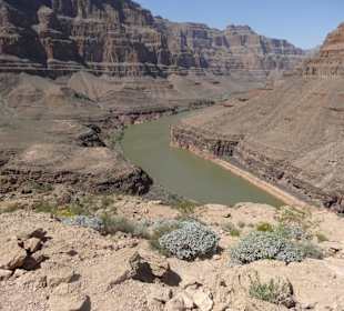 Grand Canyon - Colorado River