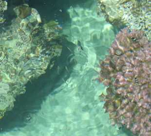 Vom Steg aus gesehen