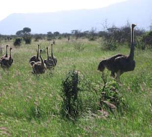 Strauss Familie in Tsavo Ost