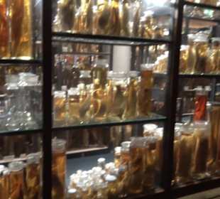 Museum der Naturkunde