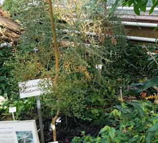 Botanischer Garten 