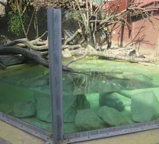 Kleine Otter