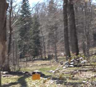 Waldkulturerbe Neuweiler Viehweide