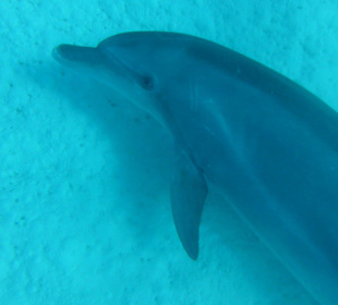 Delfin