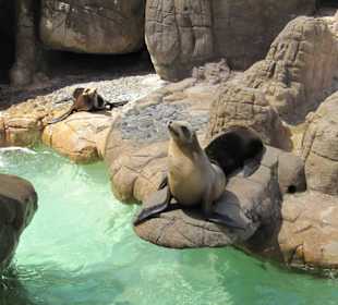 Robbenfüttern ist hier möglich