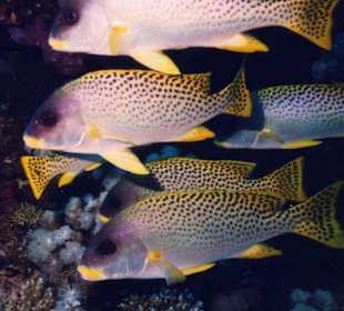 Lipfische