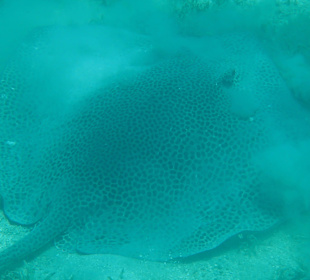 Leopardrochen
