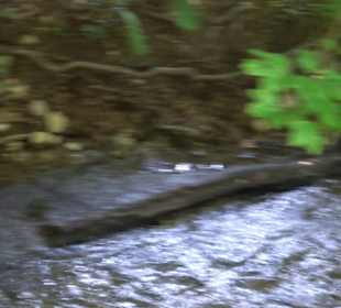 Wiesaztal Gönningen