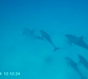 Delphin-Tour
