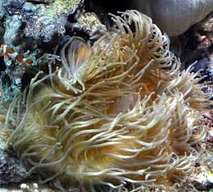 Blick in das tropische Aquarium