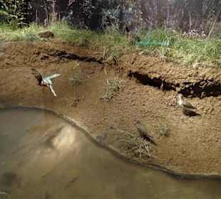 Diorama eines Bachlaufes