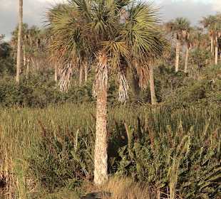 Kleines Nickerchen unter der Palme?