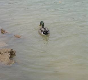 Patito