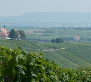 Blick zur Vogelsburg und Maria im Weingarten