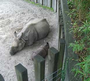 Nashorn mit Nachwuchs