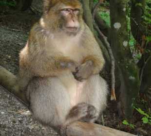 Berberaffe