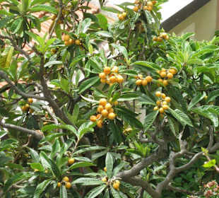 Riomaggiore das östlichste Dorf der Cinque Terre