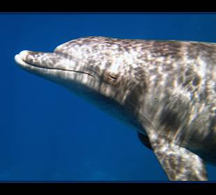 Delphintour 02.05.2012