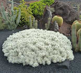 Kaktee wie aus Wolle