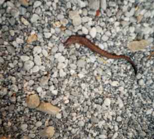 Tote angespülte Schlange