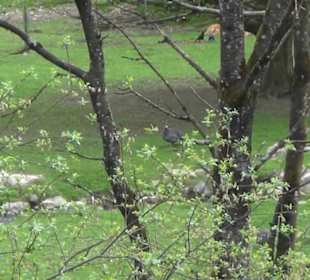 Afrika Bereich - Vogelpark