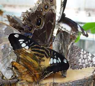 Rundgang durch den Jardin des Papillons