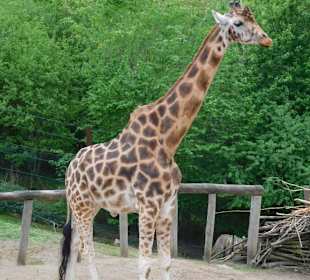 Eine tolle Giraffenaanlage