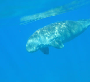 Schnorcheln Marsa Alam