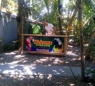 Papagei-Schwergewichtheben!