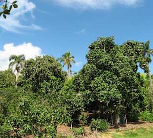 Mangobäume