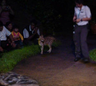 Night Safari - Tiershow