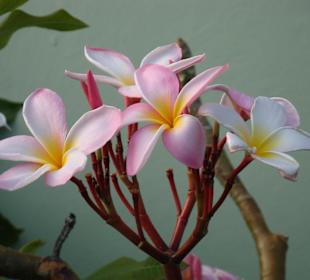 Blütenpracht auf Cozumel