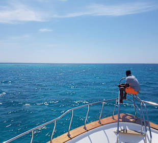 Ausschau halten nach Delfinen