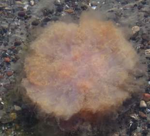 Am Strand von Holnis viele Quallen