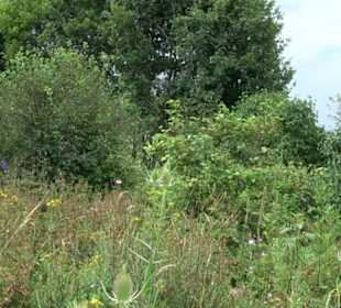 ALB-GOLD Naturgarten