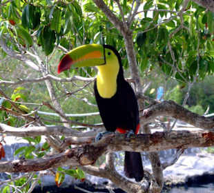 Xel Ha das Naturwunder in der Nähe von Tulum