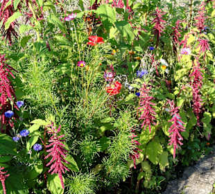 Impressionen aus dem Botanischen Garten