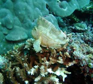 Tauchplatz "Madivaru Corner"