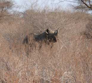 Eines von zwei Nashörnern